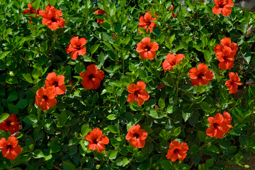 Red hibiscus flowers with green leaves during the summer