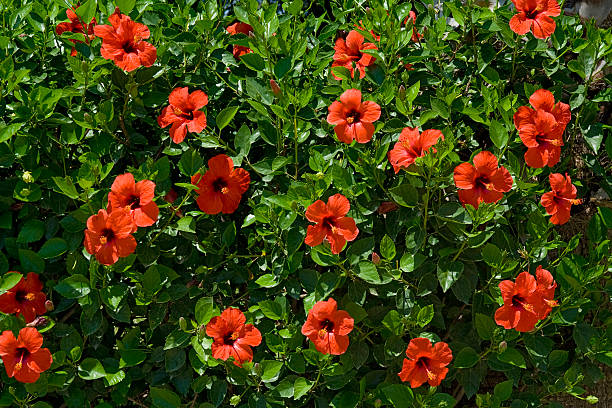Red hibiscus flowers Red hibiscus flowers with green leaves during the summer saturated color photos stock pictures, royalty-free photos & images