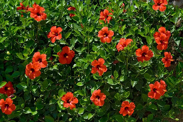 Photo of Red hibiscus flowers