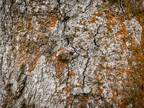 Tree bark texture, Tree trunk, Rough bark, Wood plank texture for texture background wood work
