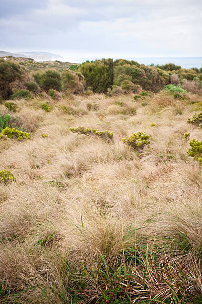 istock Grass blades great ocean road victoria australia 176063711