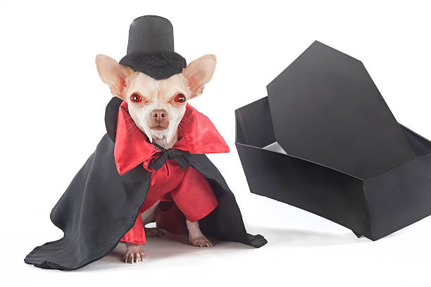 vampire costume for small dog