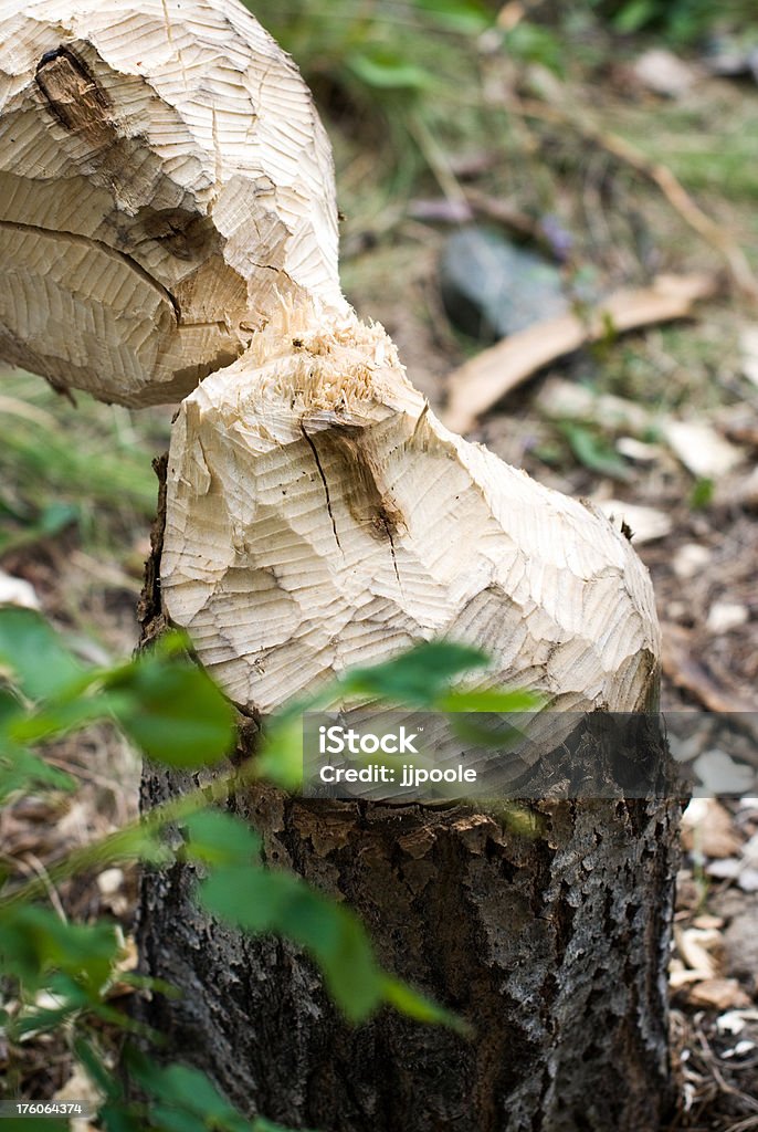 Pine tree Zjedzony przez beavers - Zbiór zdjęć royalty-free (Bóbr kanadyjski)