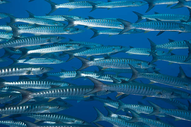 istock School of Blackfin Barracuda  in the deep big blue 176064444