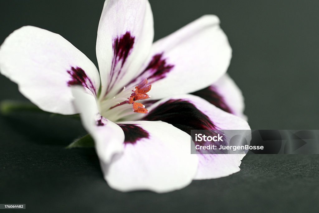 Purple Geranie Isoliert - Lizenzfrei Baumblüte Stock-Foto