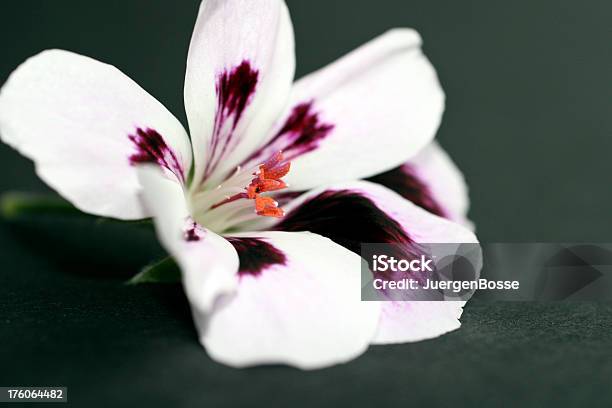 Purple Geranie Isoliert Stockfoto und mehr Bilder von Baumblüte - Baumblüte, Blume, Fotografie