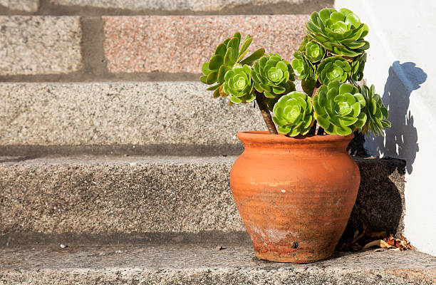 Terracotta flower pot on granite stairs.