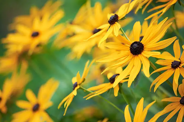 Close up of Black-eyed Susans (Rudbeckia hirta).