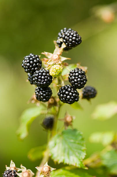 istock Nature food - blackberries bunch on a farm. 176064993