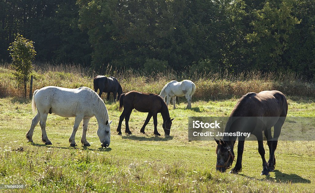 Branco, marrom cavalos que pastam na pacífica verdes pastagens, campo de grama - Foto de stock de Agricultura royalty-free