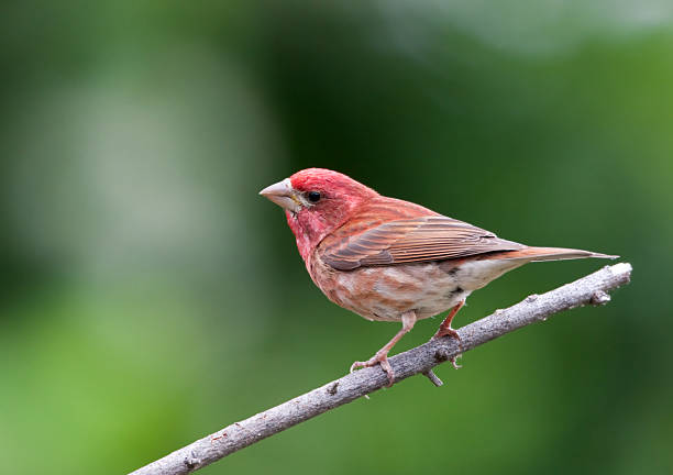 Male Purple Finch
