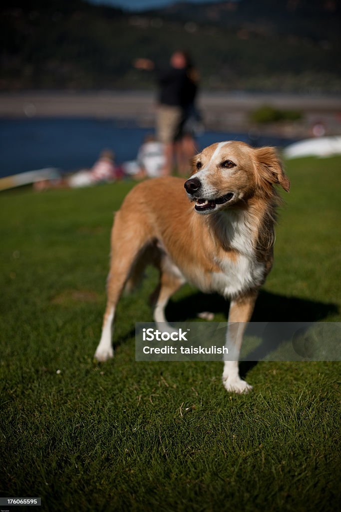 Three legged friend A cute dog in the park on three legs. Amputee Stock Photo