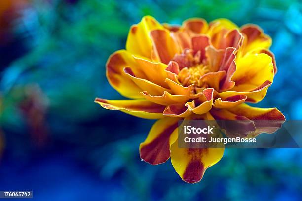 Blüte Nahaufnahme Up Stockfoto und mehr Bilder von Bildschärfe - Bildschärfe, Blume, Blüte