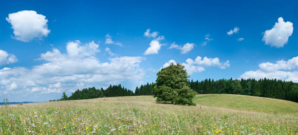istock Panoramic spring landscape 86MPix XXXXL size - meadow, blue sky 176065797