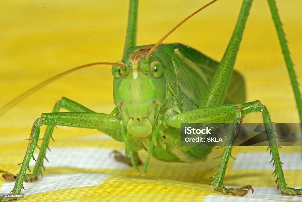 Grande sauterelle verte sur la table jaune (gros plan - Photo de Antennes libre de droits