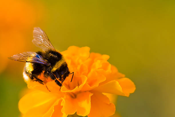 istock Bumblebee on the orange flower 176065928