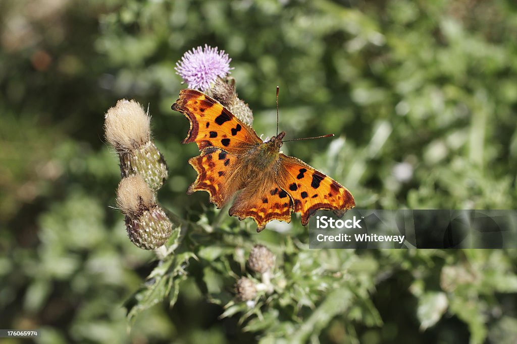 コンマタテハ Polygonia c-album フィーディングをとるアザミの花 - アザミのロイヤリティフリーストックフォト