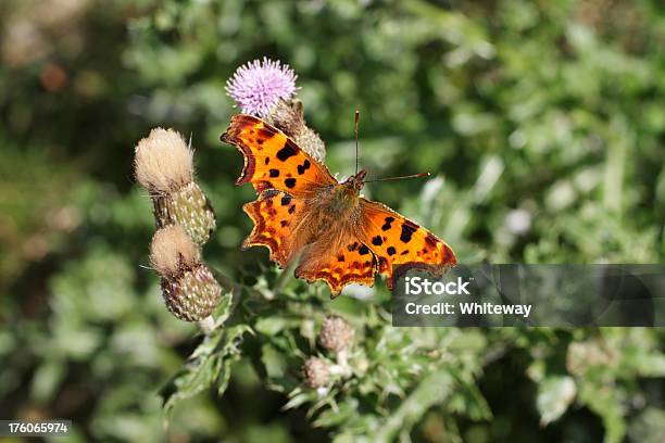 コンマタテハ Polygonia Calbum フィーディングをとるアザミの花 - アザミのストックフォトや画像を多数ご用意 - アザミ, オレンジ色, カラー画像