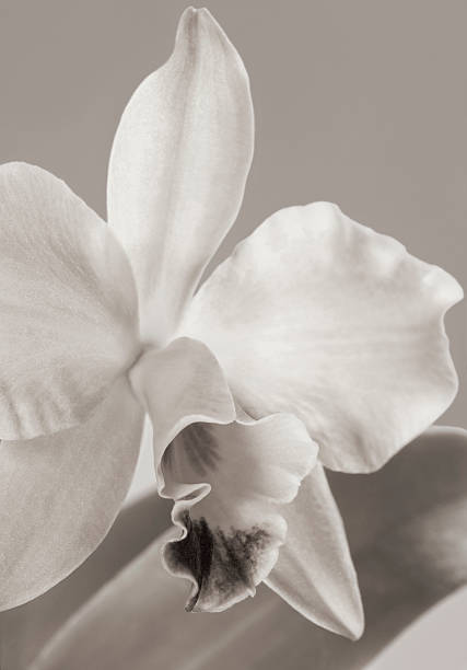 Cattleya Orchid in Black & White