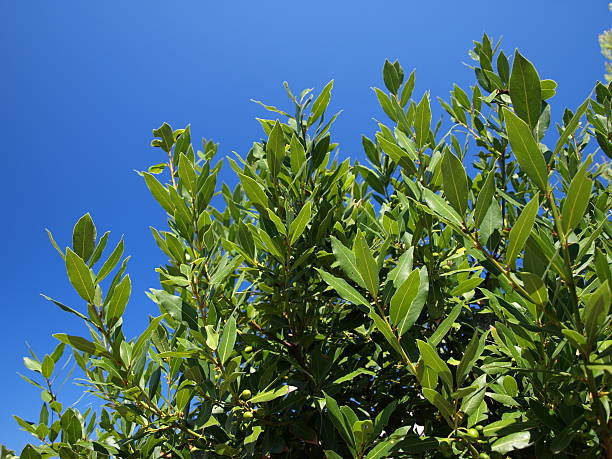 bay blätter - laurel bay leaf leav stock-fotos und bilder