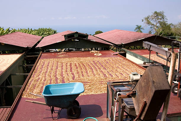 café kona secado al sol - kona coffee fotografías e imágenes de stock