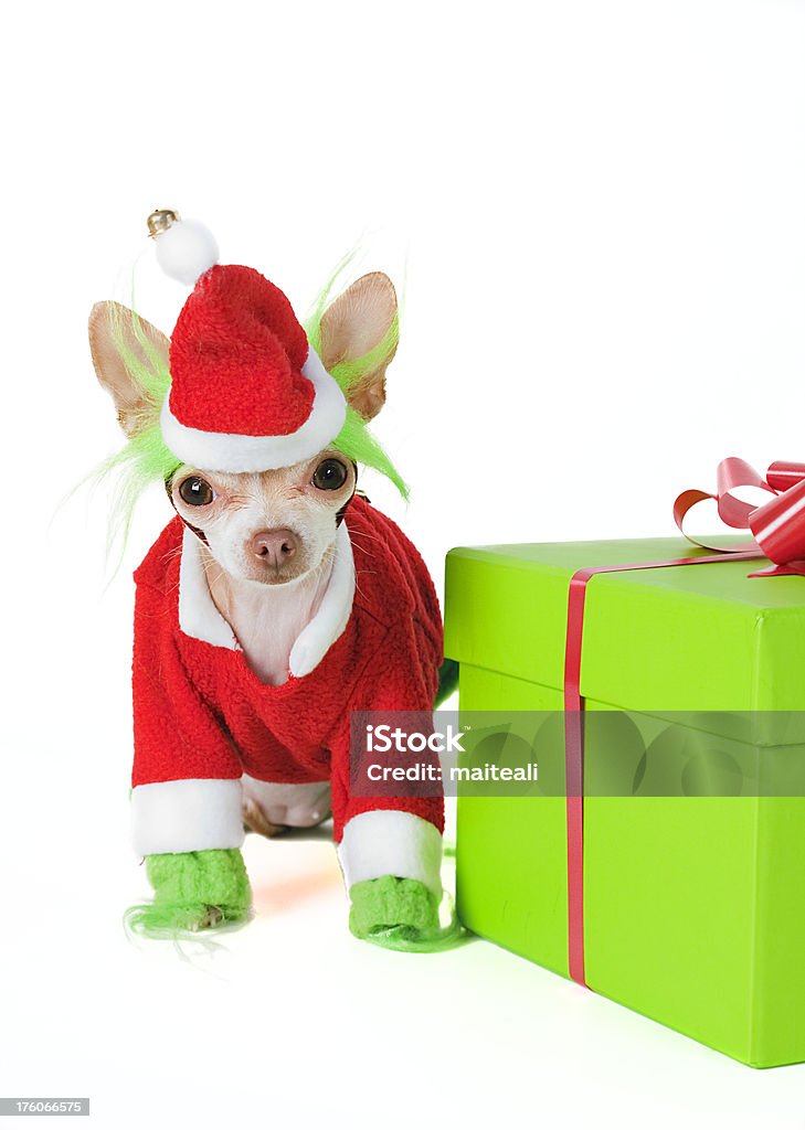 grinch little chihuahua dressed as grinch with Santa dress with a present Animal Stock Photo