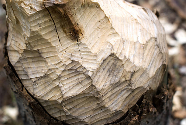 Beaver eaten tree.