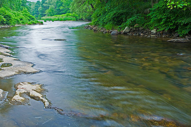 rivière et la forêt de l'été - stream vermont green mountains summer photos et images de collection