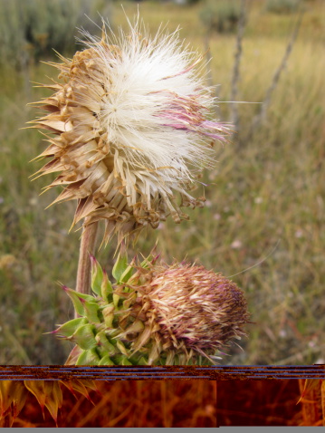 Close up of purple Scottish thistle going to seed. (Sonchus oleraceus)