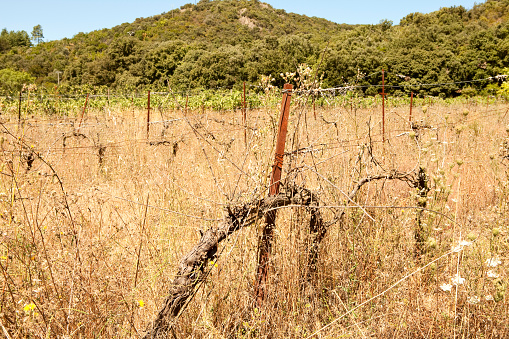 Horizontal colour image of an abandoned vineyard in France which is overgrown with untended vines. Mountains and neighbouring green vines provide contrast.