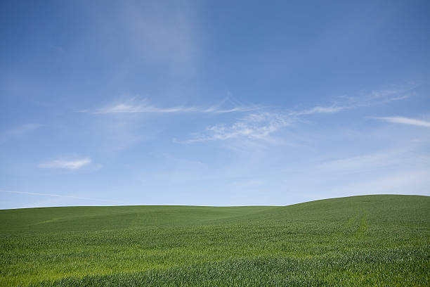 istock Hills of Onions 176066829