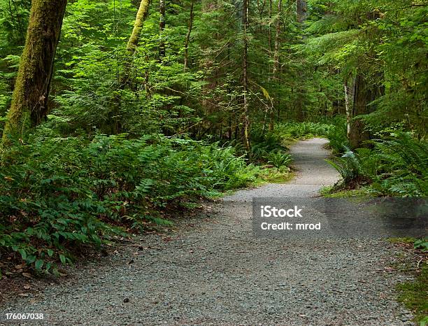 Waldweg Stockfoto und mehr Bilder von Baum - Baum, Biegung, Blatt - Pflanzenbestandteile