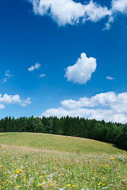 istock Panoramic spring landscape 48MPix XXXXL size - meadow, blue sky 176067054