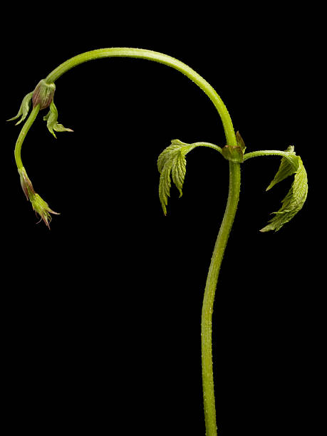 istock Sprout of hop 176067115