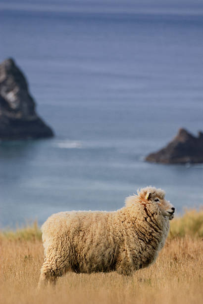 Sheeps on hills stock photo