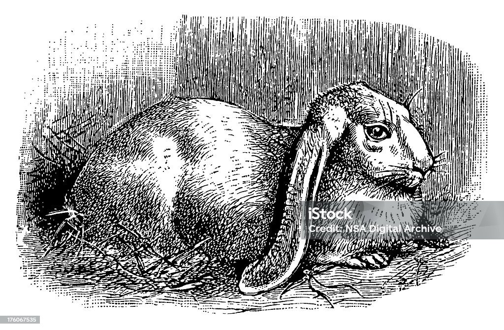 1800s Rabbit Rabbit Antique Animal Illustrations Stock Illustration - Download Image ...