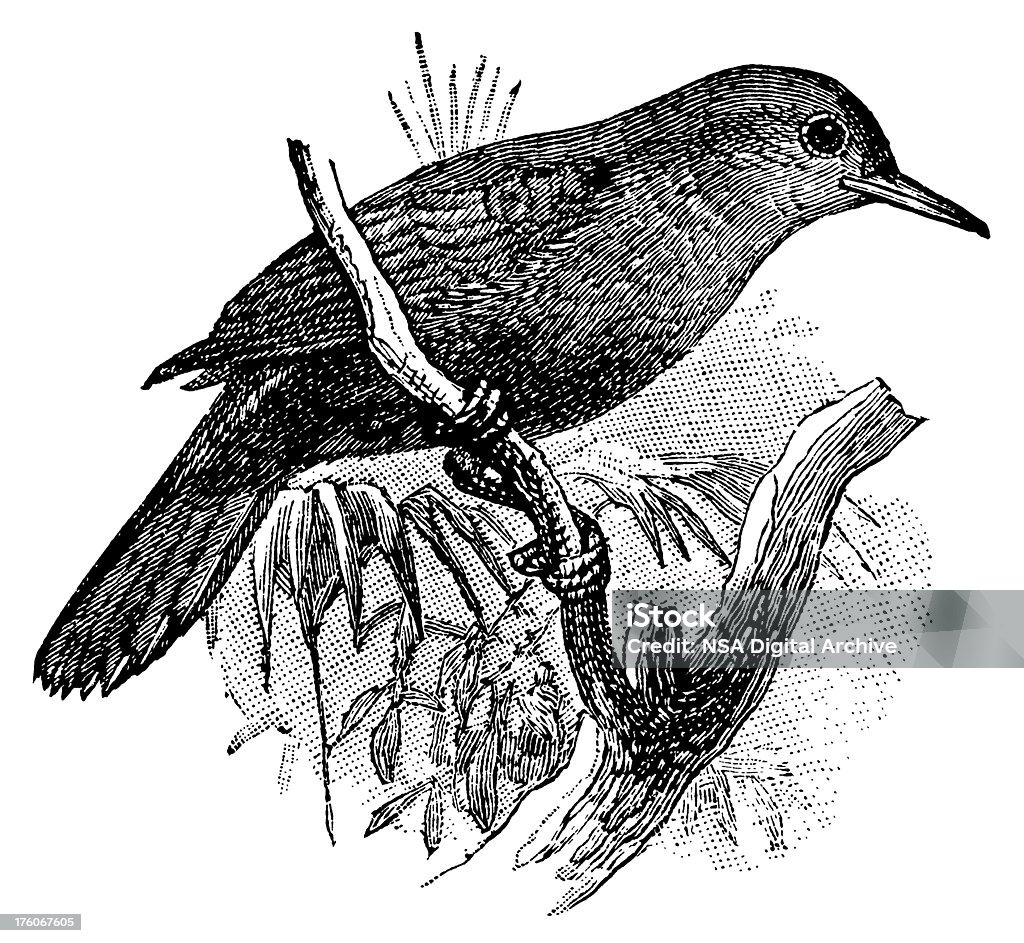Pájaro ilustraciones Leaftosser/antigüedades - Ilustración de stock de Ala de animal libre de derechos