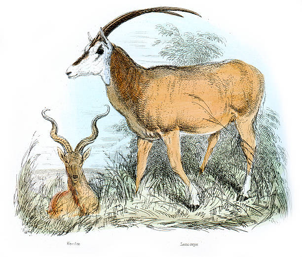 ilustrações, clipart, desenhos animados e ícones de antílopes-koedoe e leucoryx - arabian oryx