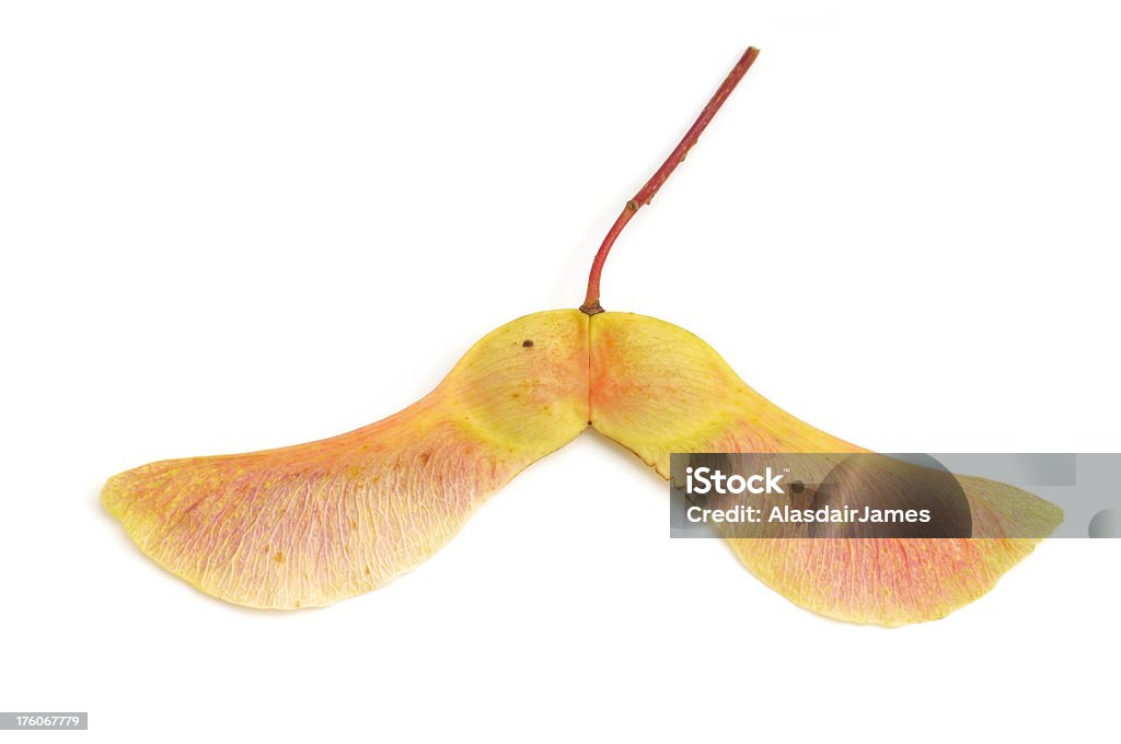 Acer 씨앗류 - 로열티 프리 0명 스톡 사진