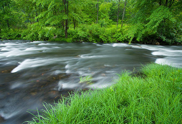 rivière et la forêt de l'été - stream vermont green mountains summer photos et images de collection