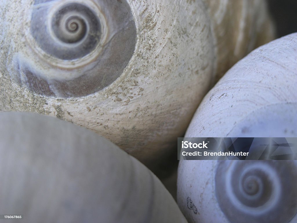 Spiral Shells The hard shells of sea creatures create beautful spirals. Moon Snail Stock Photo