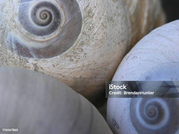 Spiral Shells Stock Photo - Download Image Now - Moon Snail, Animal, Animal Markings