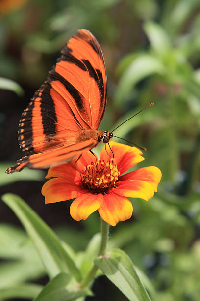istock Orange butterfly sitting on yellow-orange flower (close-up) 176067868