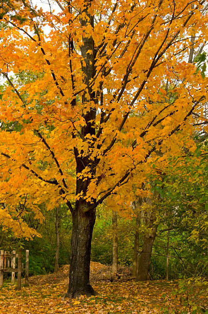 Wisconsin Maple Trees 20+ Sugar Maple Wisconsin Stock Photos, Pictures & Royalty-Free Images ...