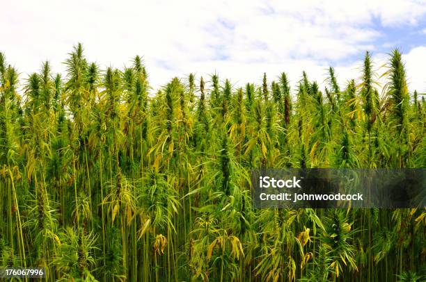 Foto de Plantação De Cannabis e mais fotos de stock de Colheita - Colheita, Cânhamo - Cannabaceae, Cânhamo - Fibra