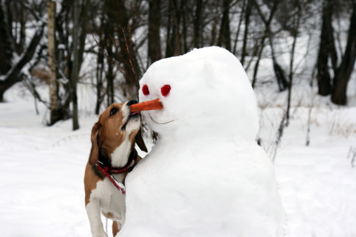 Dog and snowman.