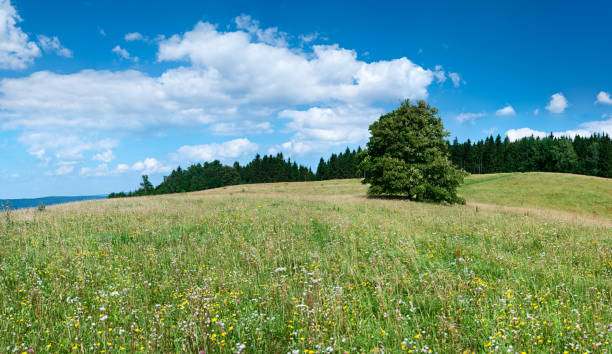 Panoramic spring landscape 77MPix XXXXL size - meadow, blue sky