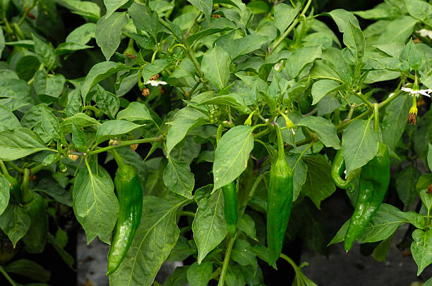 Green Anaheim peppers ripening on a plant in Central California. "Cluster of green Anaheim peppers ripening on plant.Taken in Central California.Please view related images below or click on the banner lightbox links to view additional images, from related categories." anaheim pepper photos stock pictures, royalty-free photos & images