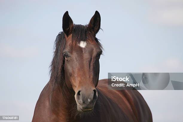 Horse Marrón Foto de stock y más banco de imágenes de Caballo - Familia del caballo - Caballo - Familia del caballo, Vista de frente, Animal