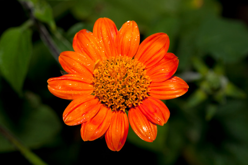 Mexican sunflower is a warm season annual attractive to butterflies.